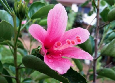 芙蓉花能否家庭养殖 芙蓉花怎么养家庭养法