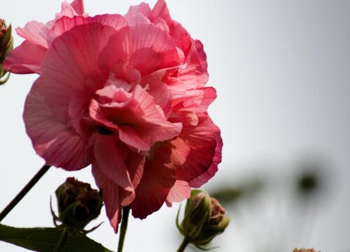 芙蓉花怎么养家庭养法