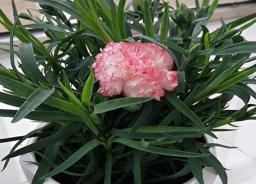 康乃馨花怎么养家庭养法