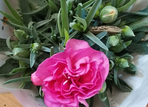 康乃馨花怎么养家庭养法