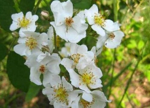 表示慵懒的花