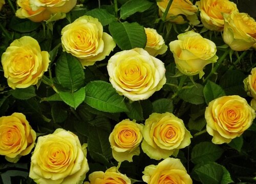 表示自负的花
