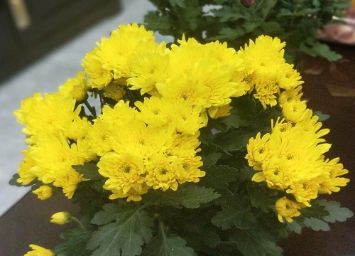 表示自负的花