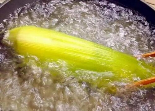 煮玉米水能浇花吗