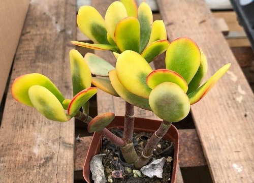 燕子掌多少钱一盆