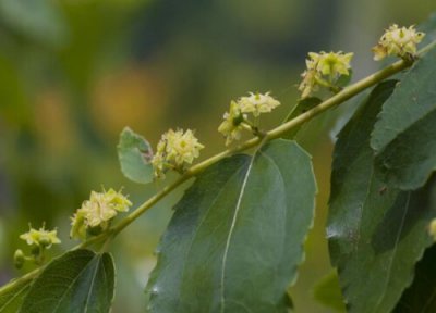 枣子开花结果时间 枣子什么时候开花结果