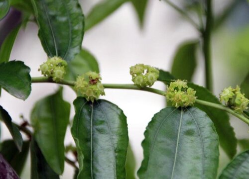 枣子什么时候开花结果