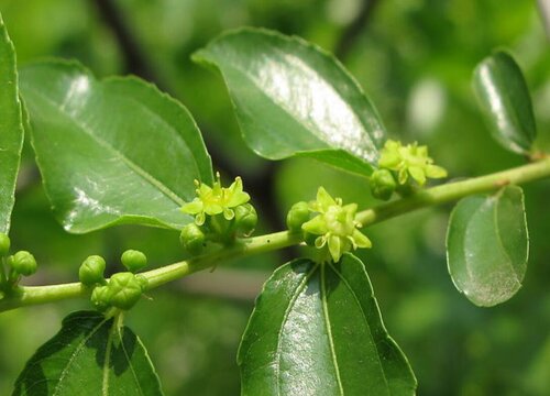 枣子什么时候开花结果