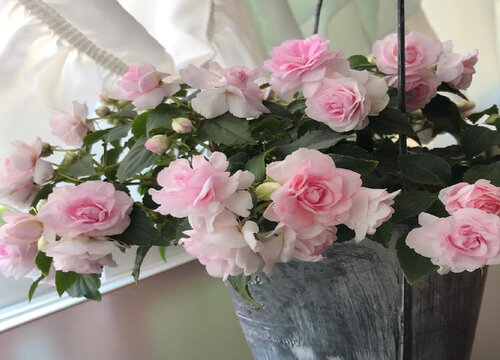 凤仙花怎么修根