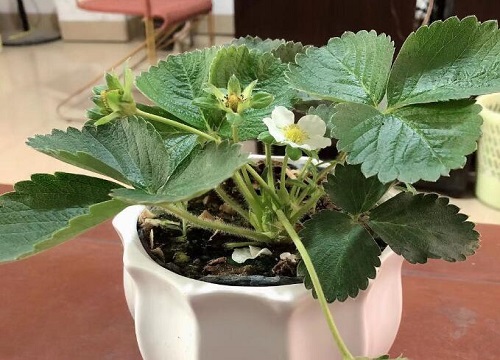 四季果授粉时间与方式方法