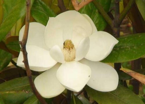 橡皮树怎么养家庭养法