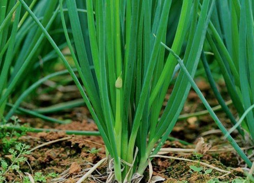 葱种子怎么种植方法