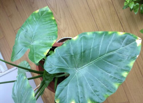 滴水观音多久浇一次水