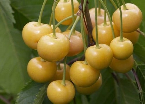 樱桃种子怎么种植方法