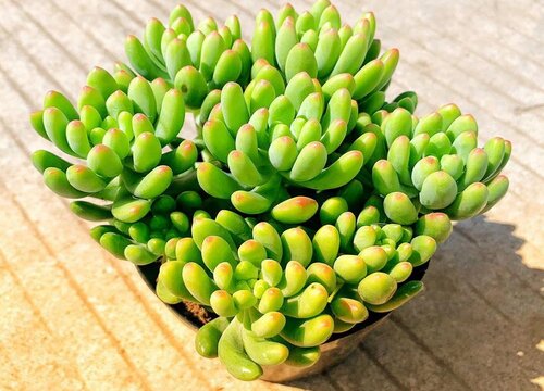多肉春萌徒长了怎么办