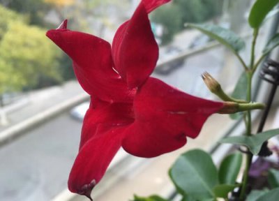 飘香藤开花时间 飘香藤什么时候开花