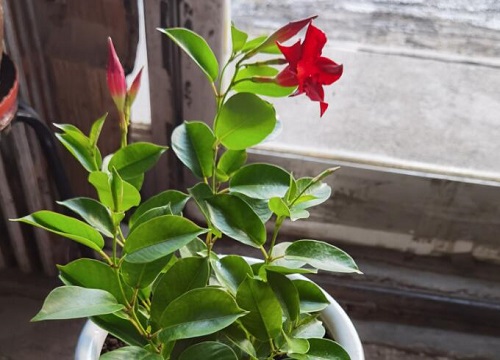 飘香藤什么时候开花