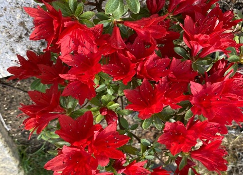 杜鹃一年开几次花