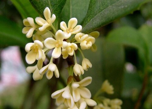 桂花一年开几次花