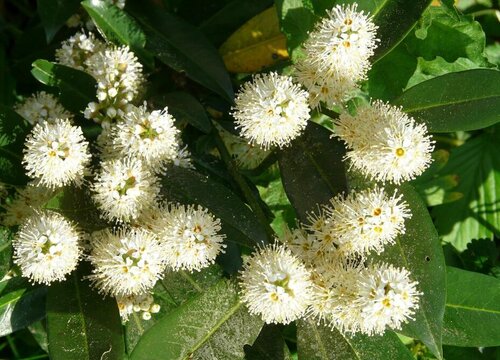 桂花一年开几次花