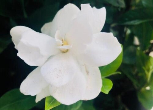 枝子花一年开几次花