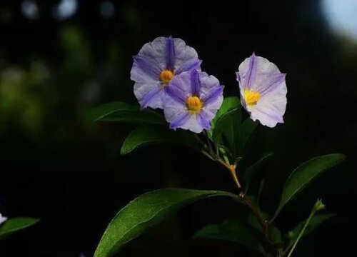 蓝花茄什么时候开花