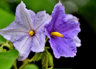 蓝花茄开花时间 蓝花茄什么时候开花