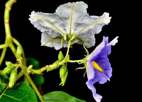 蓝花茄什么时候开花