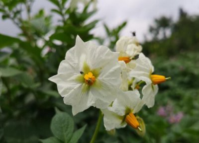 洋芋花开花时间 洋芋花什么时候开花