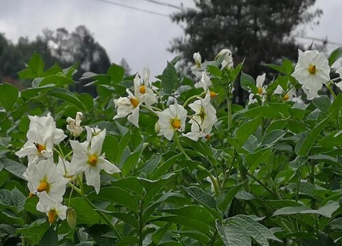 洋芋花什么时候开花