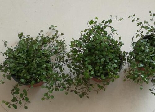玫瑰吊兰什么时候开花