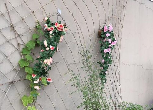 玫瑰吊兰什么时候开花