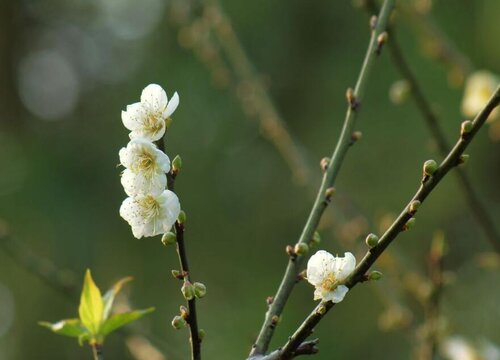 梅子什么时候开花