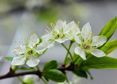 梅子开花时间 梅子什么时候开花