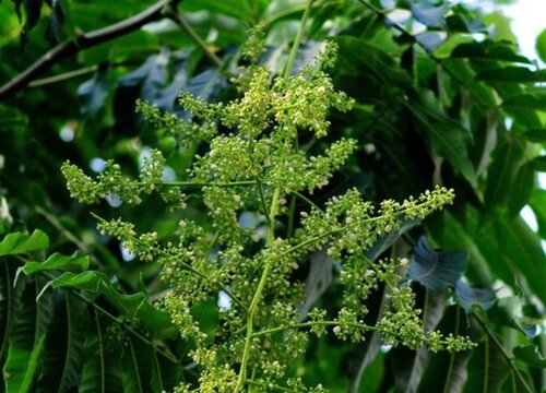 香椿什么时候开花