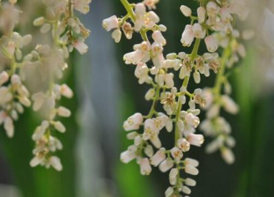 香椿开花时间 香椿什么时候开花
