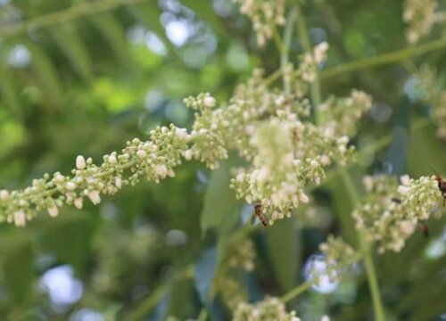 香椿什么时候开花