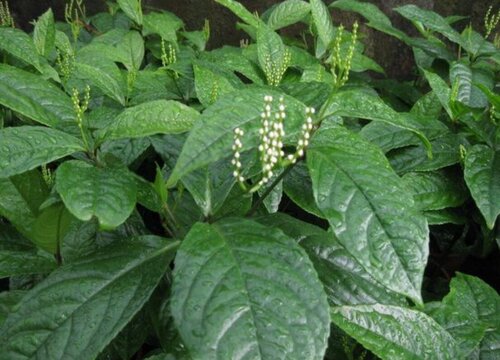 珠兰什么时候开花
