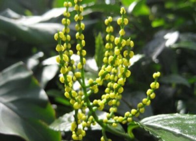 珠兰什么时候开花 花期多久时间