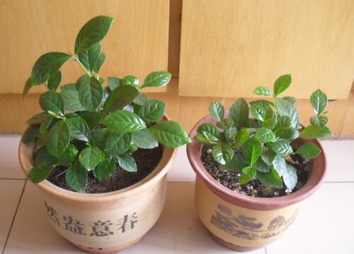 珠兰什么时候开花