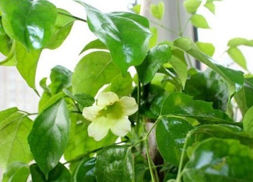 绿宝树什么时候开花