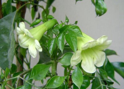 绿宝树开花时间 绿宝树什么时候开花