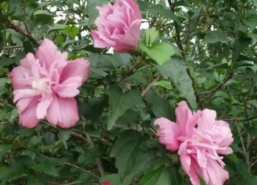 鸡心果什么时候开花