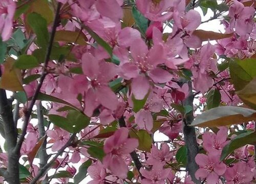 鸡心果什么时候开花