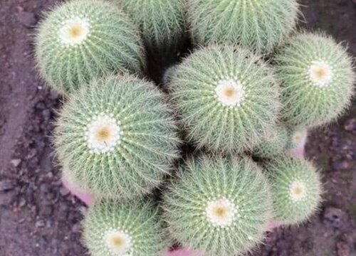 金冠仙人球什么时候开花
