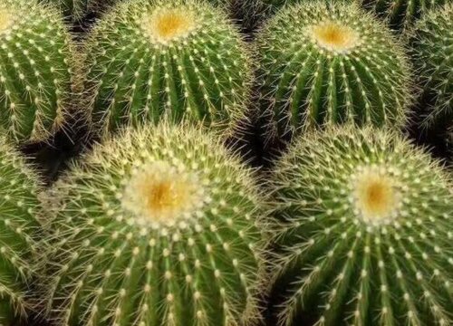 金冠仙人球什么时候开花