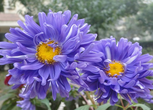 百日菊的什么时候开花