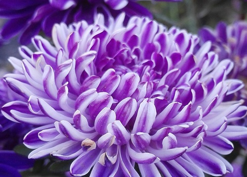 百日菊的什么时候开花