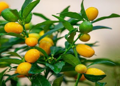金桔一年开花次数 金桔一年开几次花