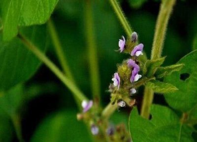 大豆什么时候开花 在几月份开花